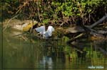 Aigrette garzette